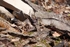 Arctic Fox Cub 3212