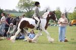 Class 33 - Best Pony 14.2hh and Under portfolio