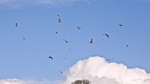 Air Kites_8329