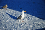 Herring Gull