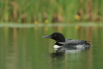 Great Northern Diver, Minnesota, USA