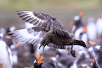 Brown Skua hovering above Gentoos, Sea Lion Island, Falklands