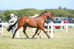 Pony Breeding Championship portfolio