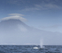 Blue Whale, Pico Mountain,Pico Island, Azores