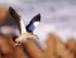 Egyptian Goose in flight, wings up, Betty's Bay, South Africa