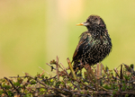 Starling