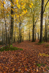 Woodland Footpath