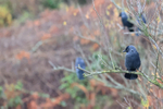 Jackdaw portfolio