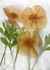 Orange Poppy