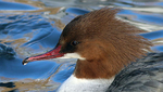 Goosander