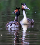 Grebe pair 386322