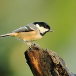 Coal Tit