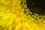 Flower - 2405