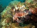 Lion Fish
