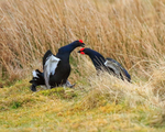 Black Grouse fighting, Scotland