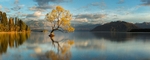 Wanaka lake Willow NZ