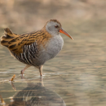 Water Rail