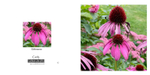 023 Echinacea