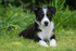 Skye Sheedog Puppy 2