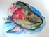 Cicada Caught Taupo Trout Watercolour.