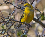 Crossbill