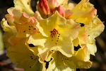 Yellow Rhododendron - DSC_7233_00013