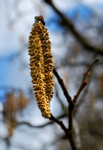 Catkin on Branch