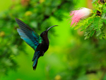 Purple-throated Carib portfolio