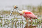 Roseate Spoonbill, Harns Marsh, Florida