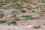 Greater Short-toed Lark