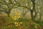 Coed Bryn Brethynau