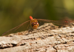 Common Darter - Sympetrum striolatum RPNP0106