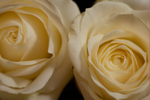 White roses