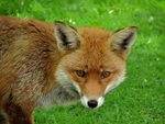 Red Fox