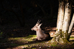 Roe Deer in the Afternoon Sun