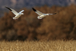 Snow Geese flying above cornfield, Bosque del Apache, New Mexico