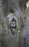 Little Owl