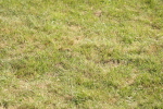 SBM_09625