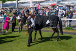160525-Race 5-The Man-6579