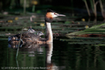 Great Crested Grebe (Podiceps cristatus) with young