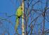 Ring-necked Parakeet