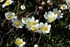 Mountain Avens 2461