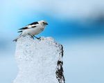 Snow Bunting on ice block, Jokulsarlon, Iceland