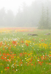 MEADOW IN FOG - BRUCE PENINSULA
