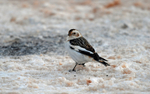 Snow Bunting