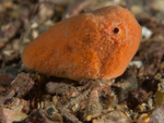 Pagurus cuanensis