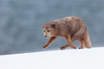 Arctic Fox trotting close view, Hornstrandir, Iceland