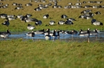 Barnacle Geese