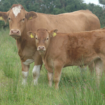 Paty's Cows, Ireland