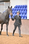 Class 4 - BSHA In Hand Show Cob portfolio